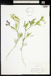 Lathyrus palustris image