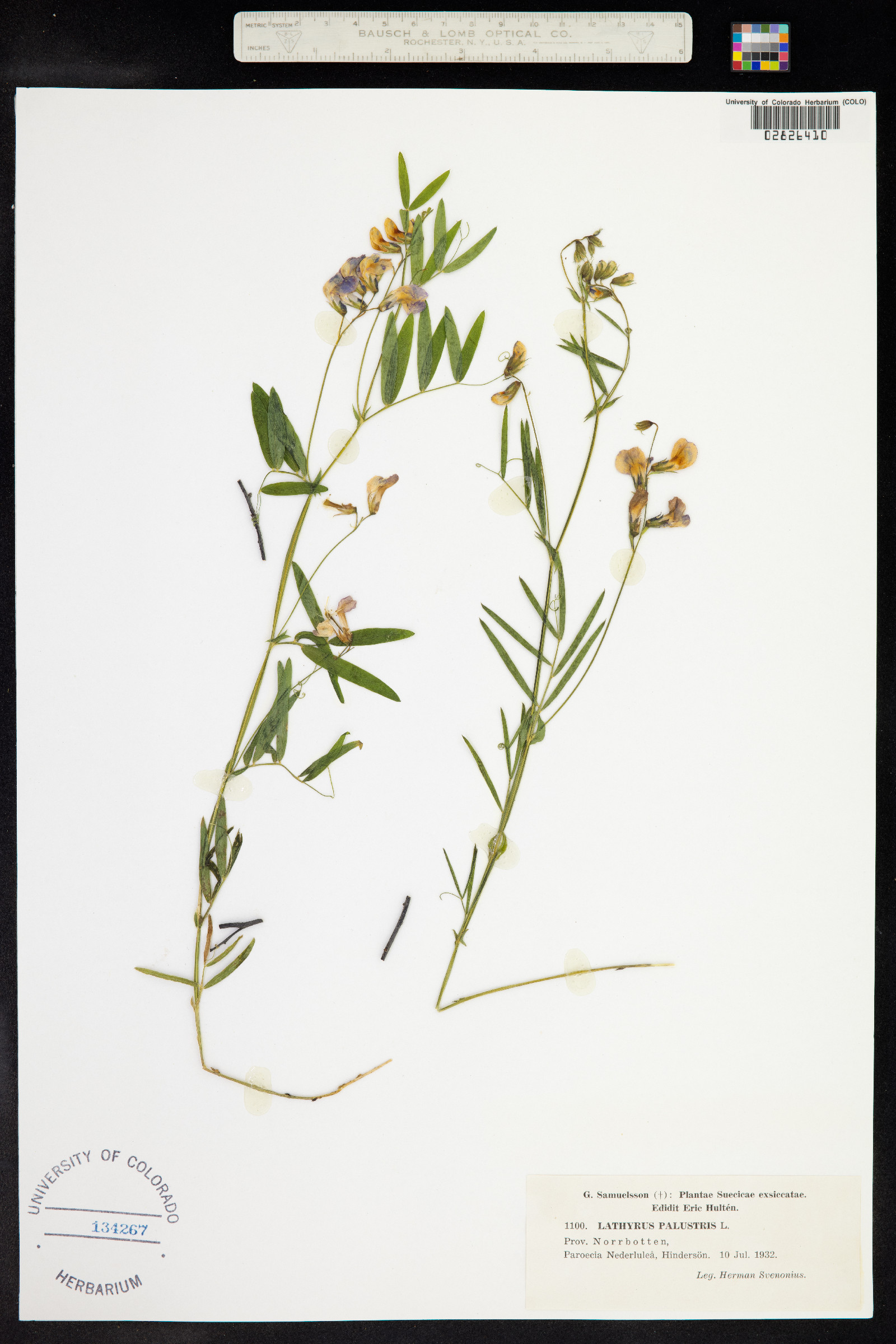 Lathyrus palustris image