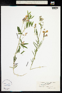 Lathyrus palustris image