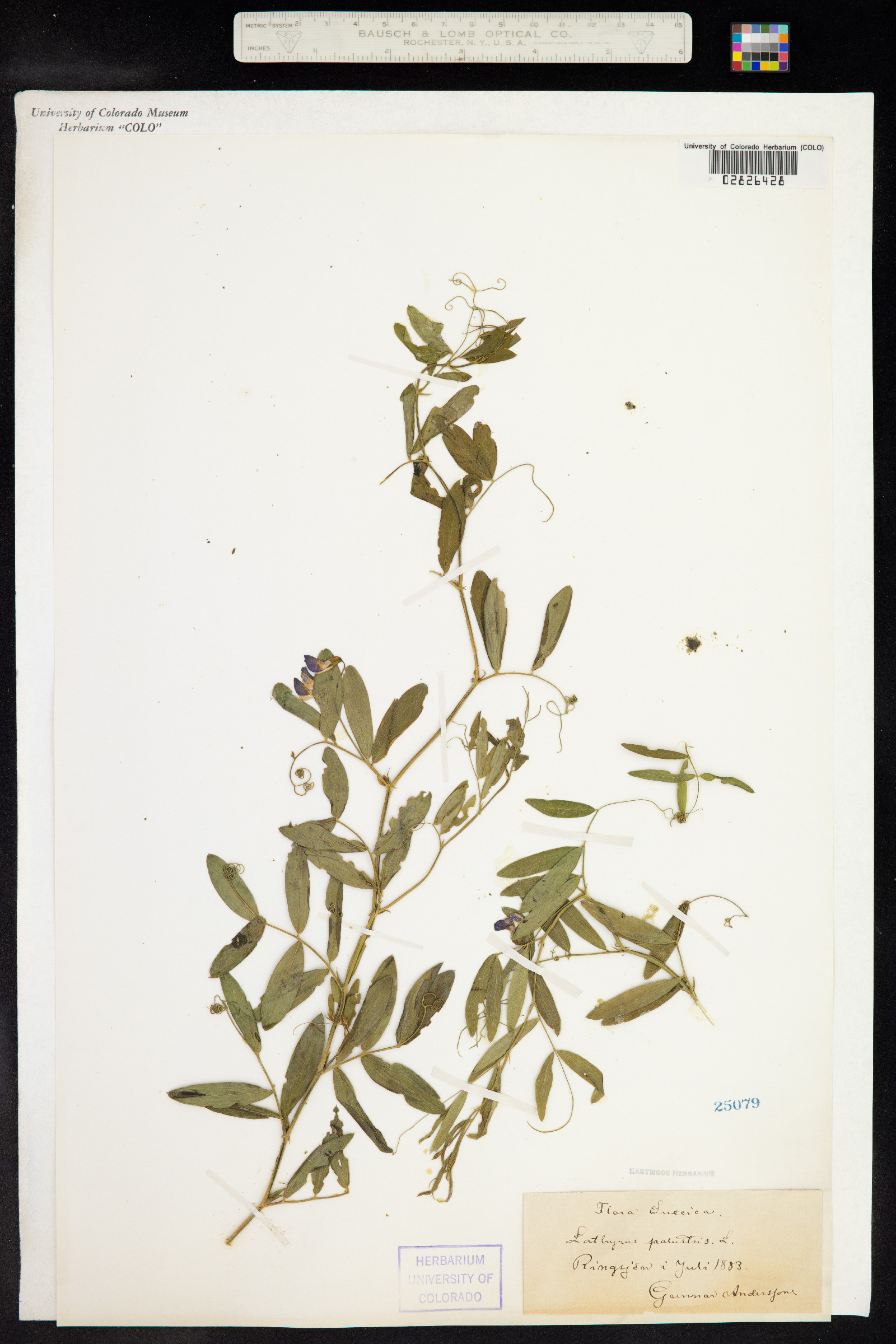 Lathyrus palustris image