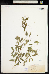 Lathyrus palustris image