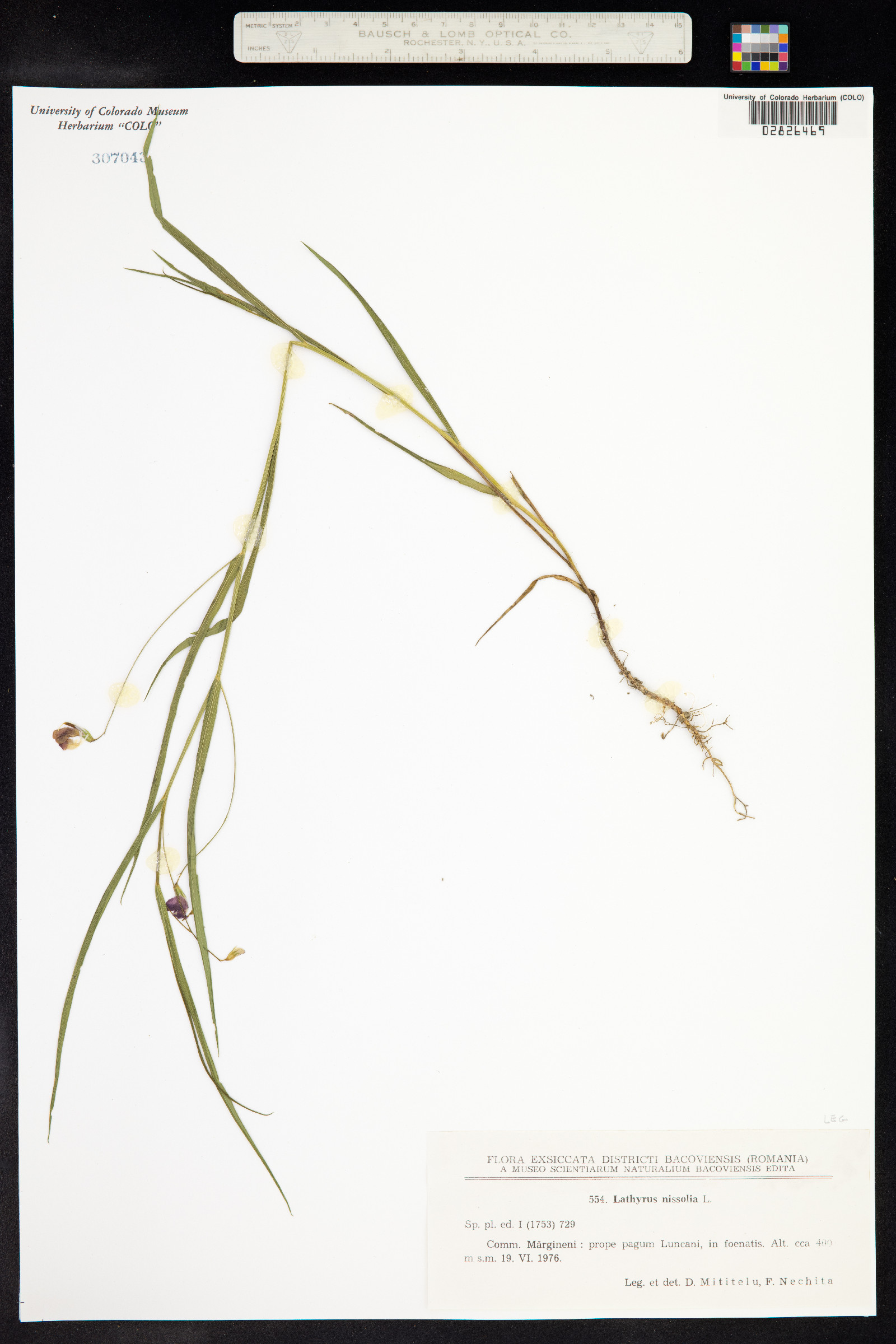 Lathyrus nissolia image
