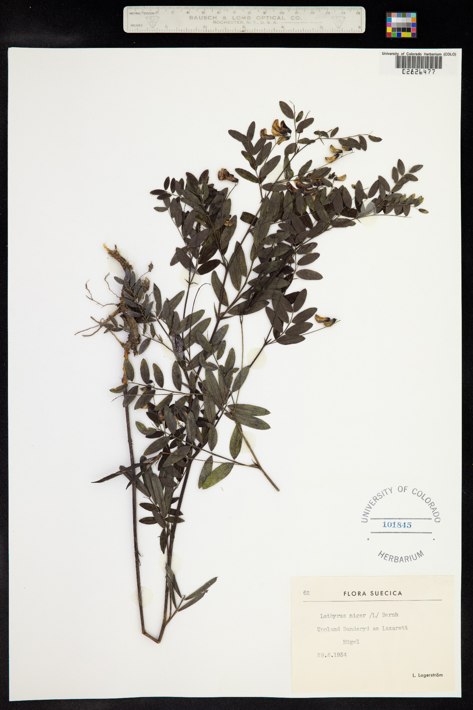 Lathyrus niger image