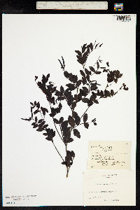 Lathyrus niger image