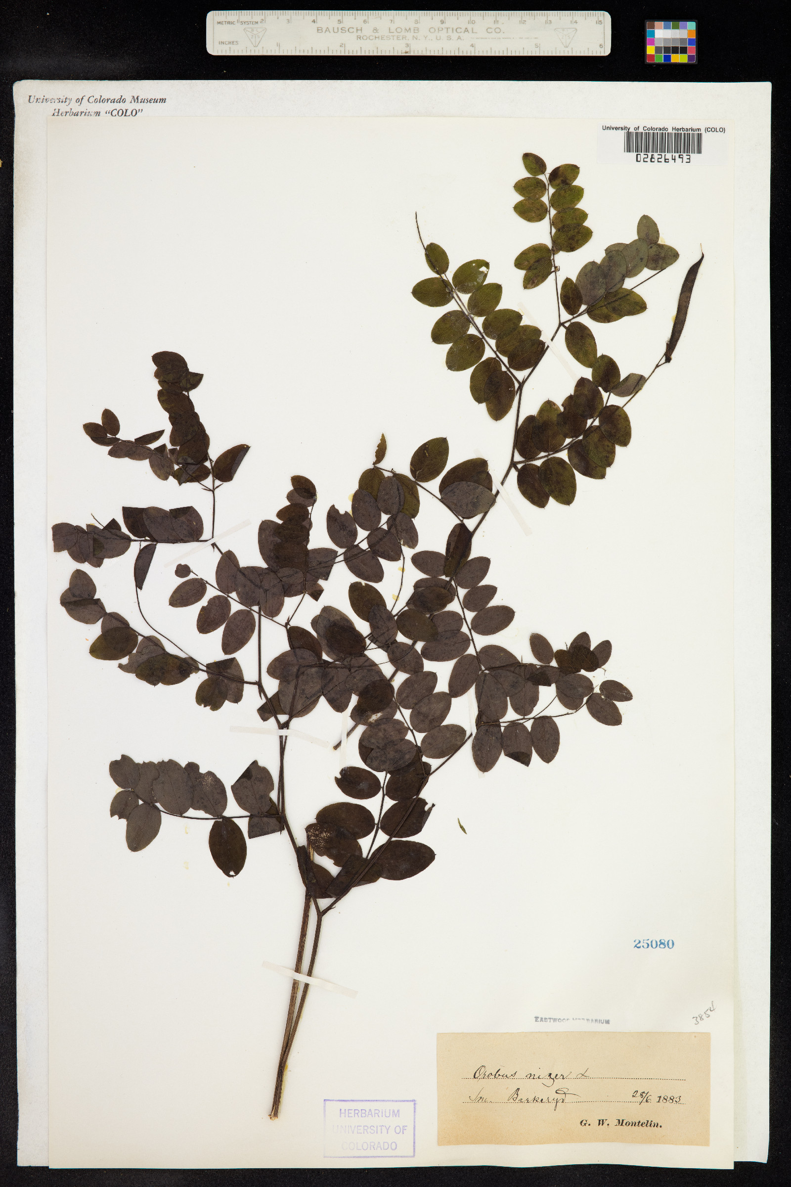 Lathyrus niger image