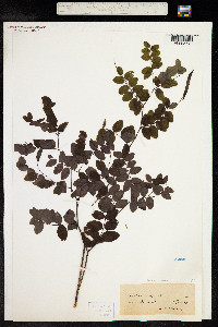 Lathyrus niger image