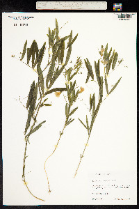 Lathyrus palustris image