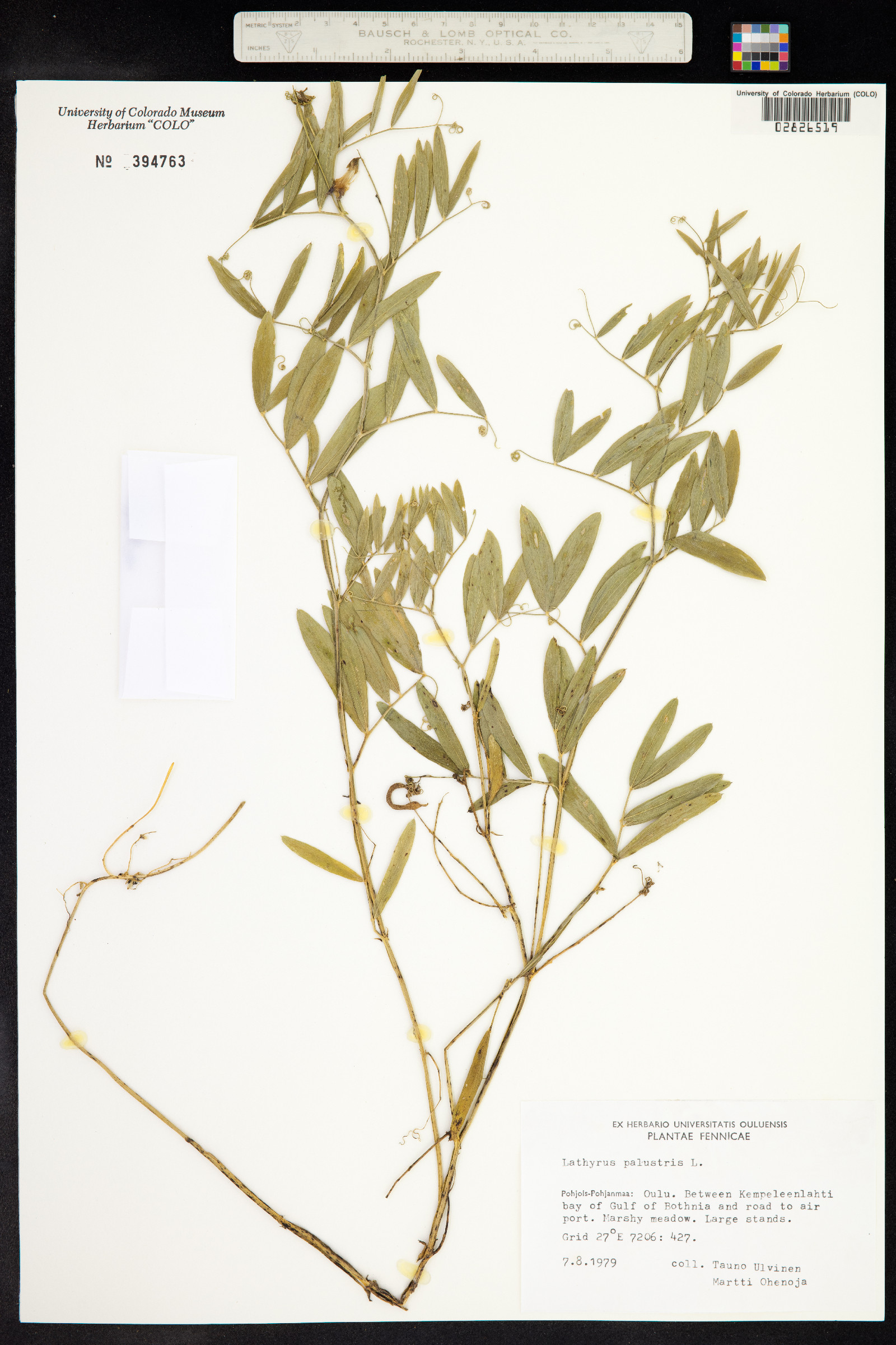 Lathyrus palustris image