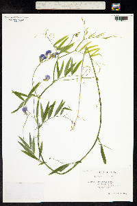 Lathyrus palustris image