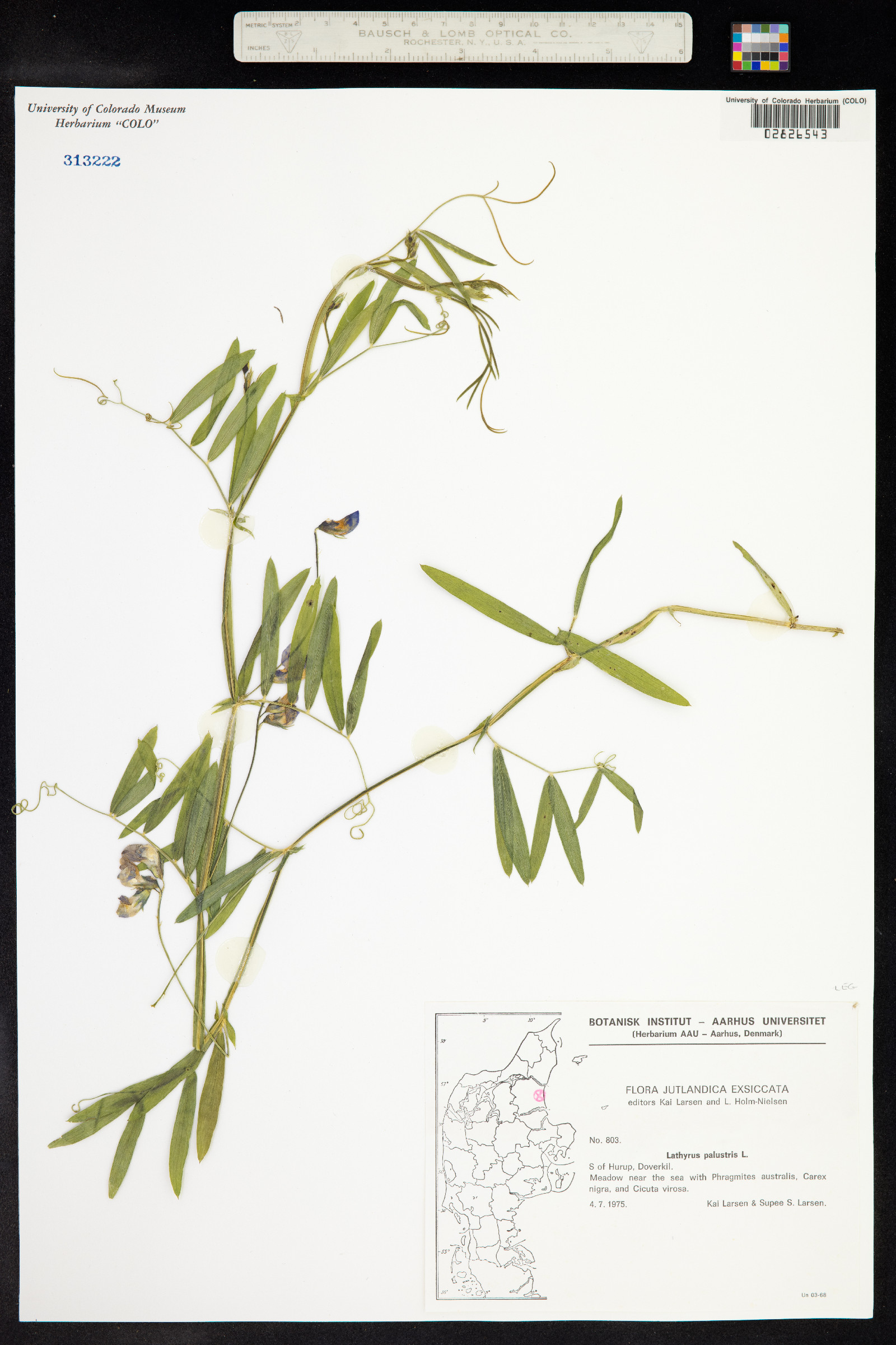 Lathyrus palustris image