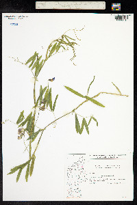 Lathyrus palustris image