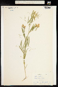 Lathyrus palustris image