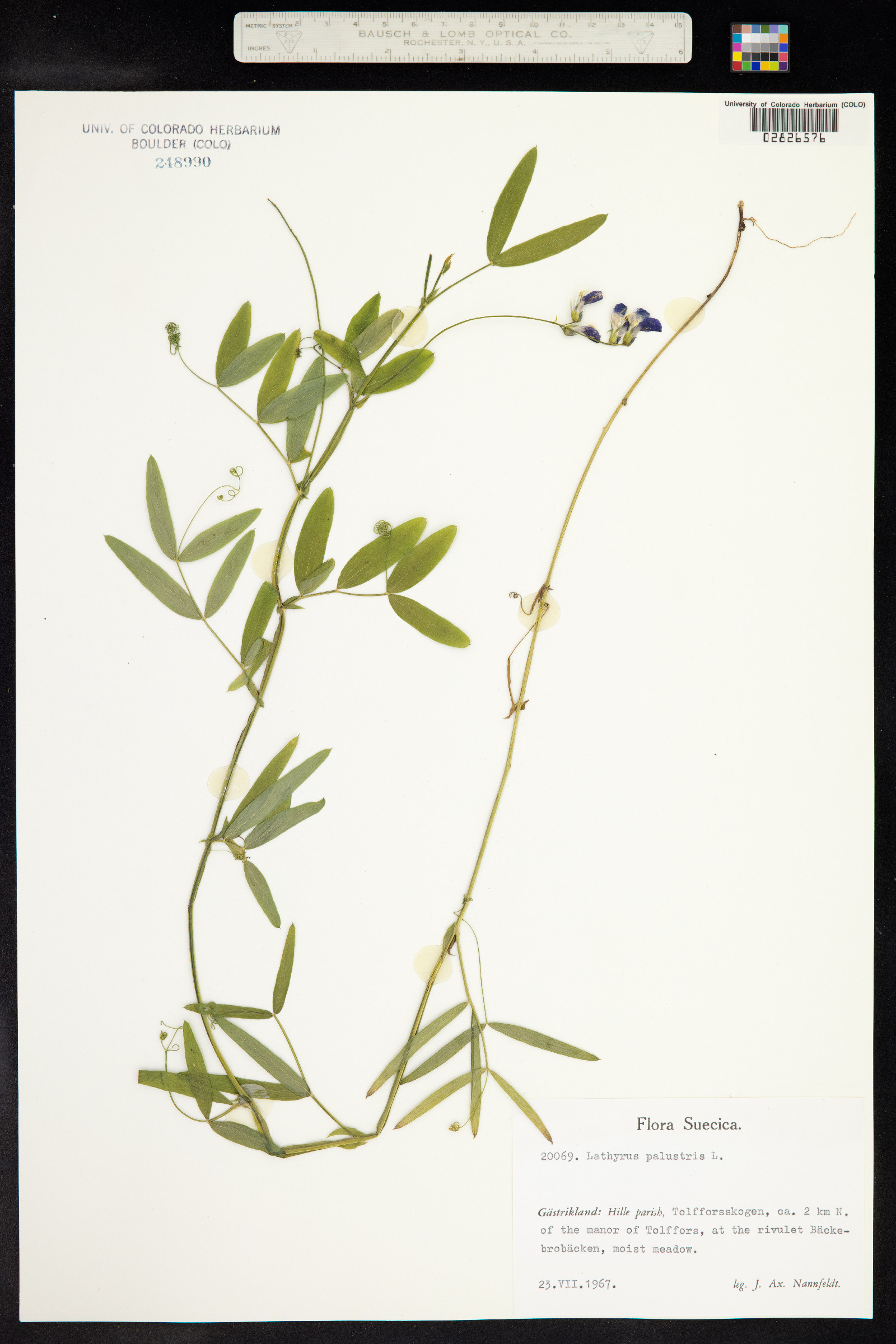 Lathyrus palustris image