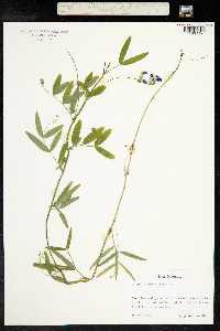 Lathyrus palustris image