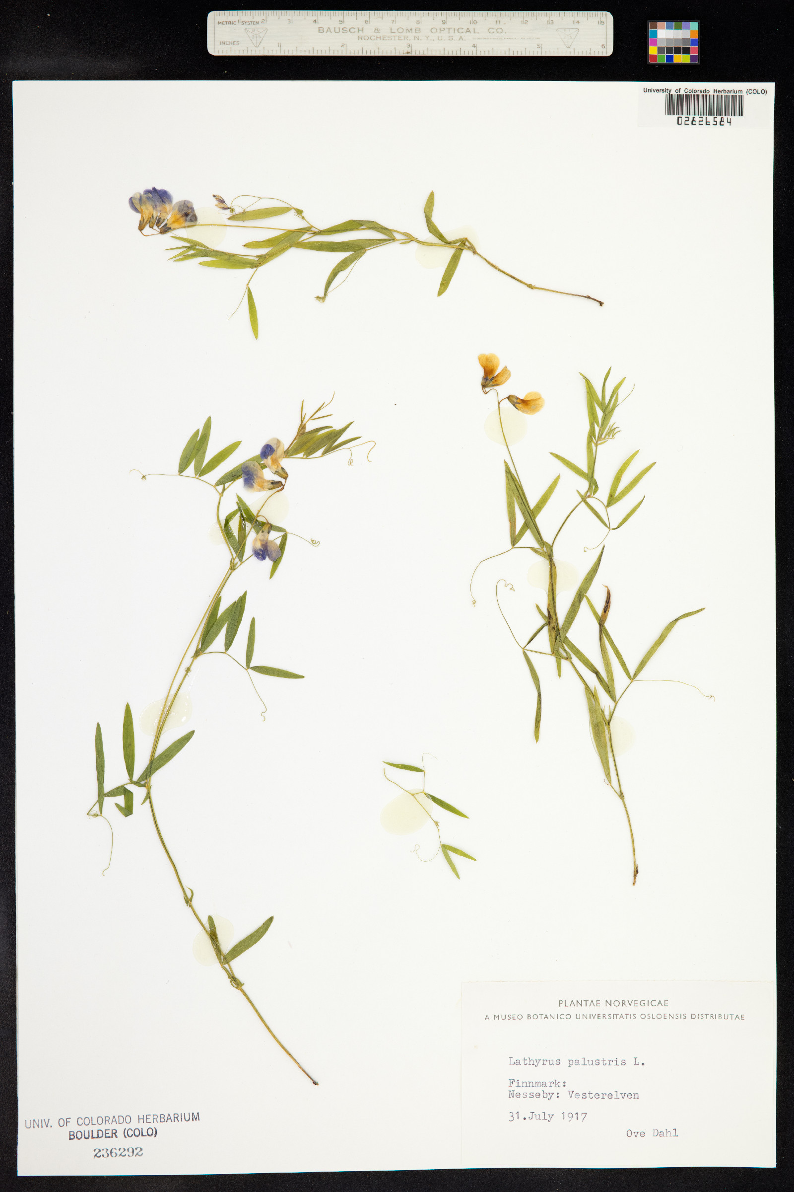 Lathyrus palustris image