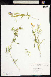 Lathyrus palustris image