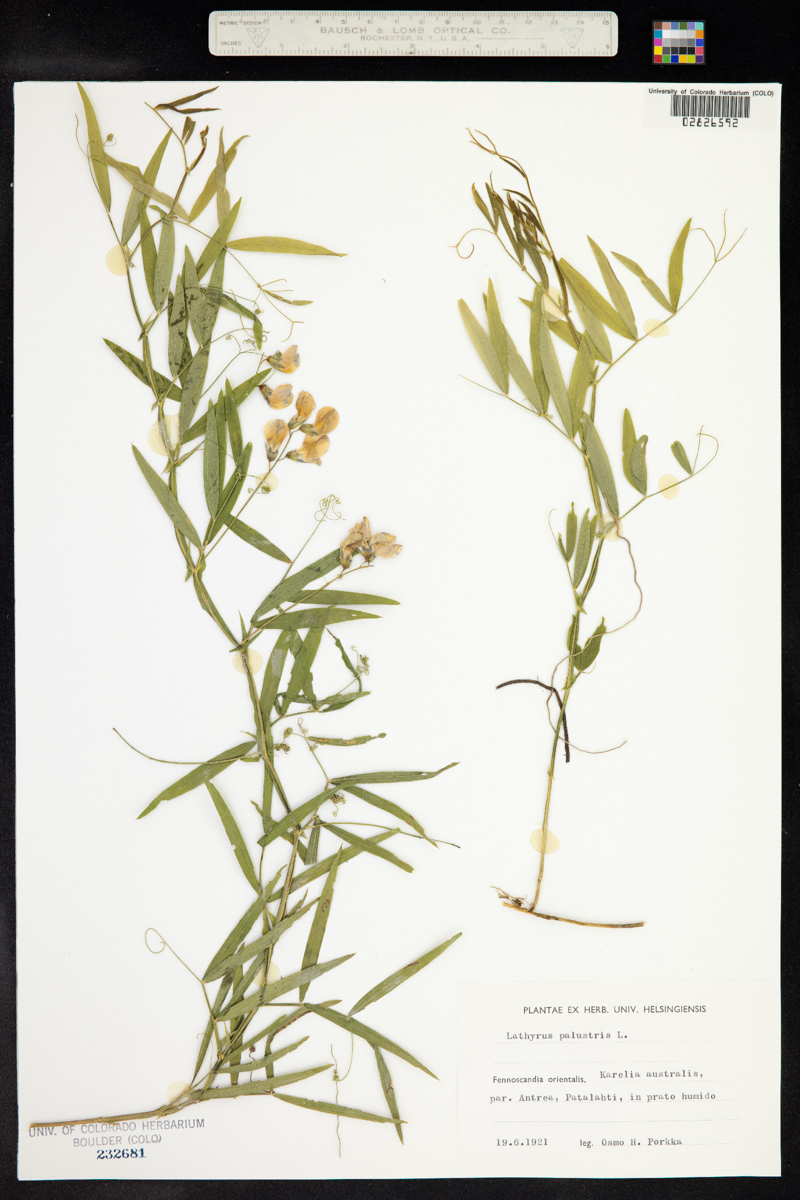 Lathyrus palustris image