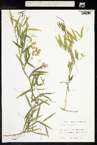 Lathyrus palustris image