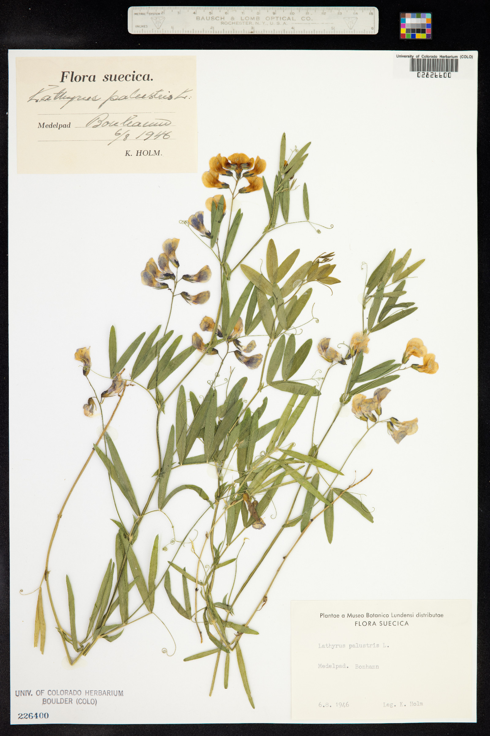 Lathyrus palustris image