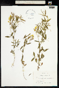 Lathyrus pratensis image