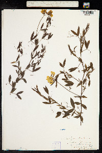 Lathyrus pratensis image