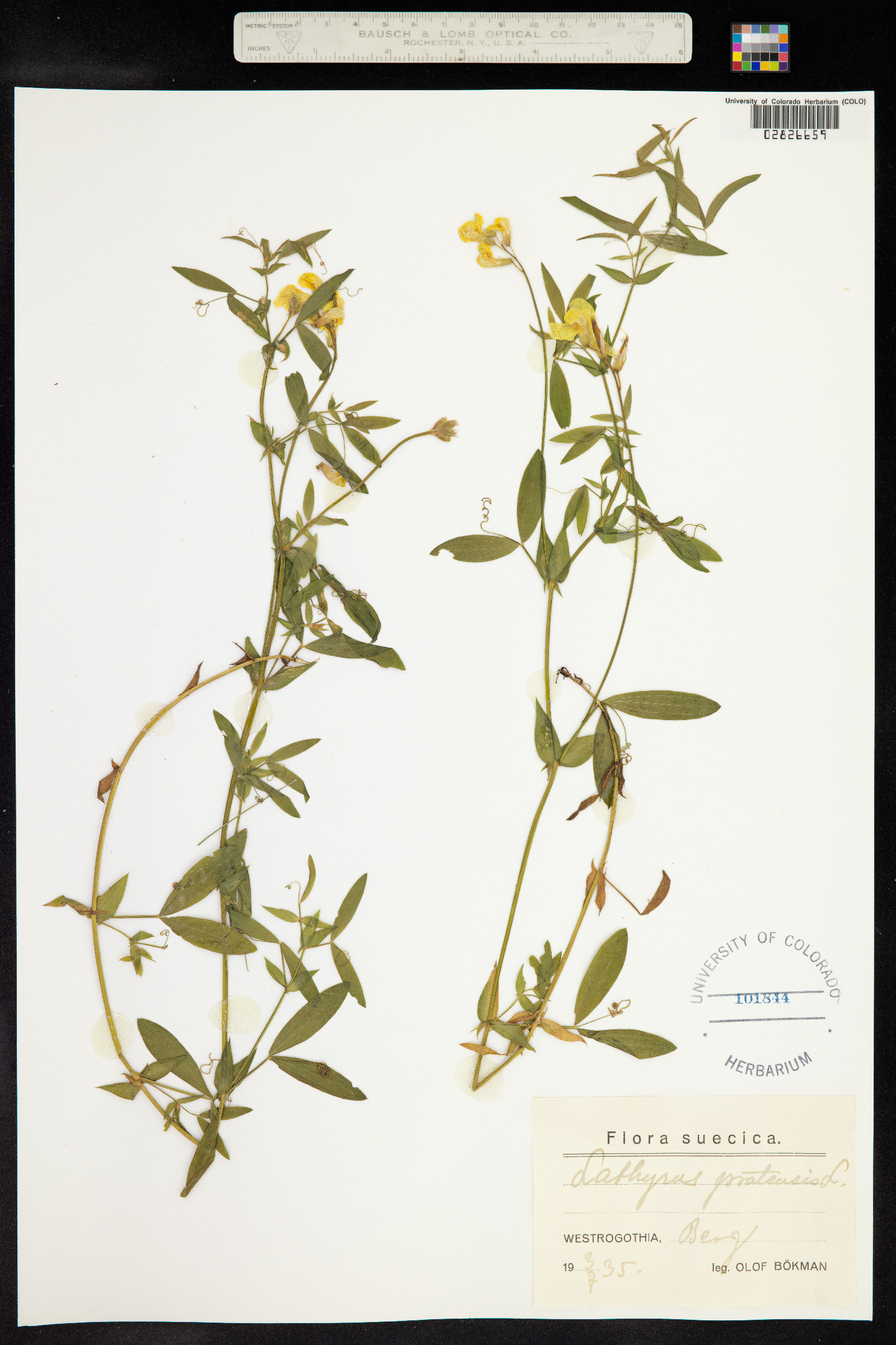 Lathyrus pratensis image