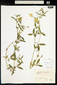 Lathyrus pratensis image