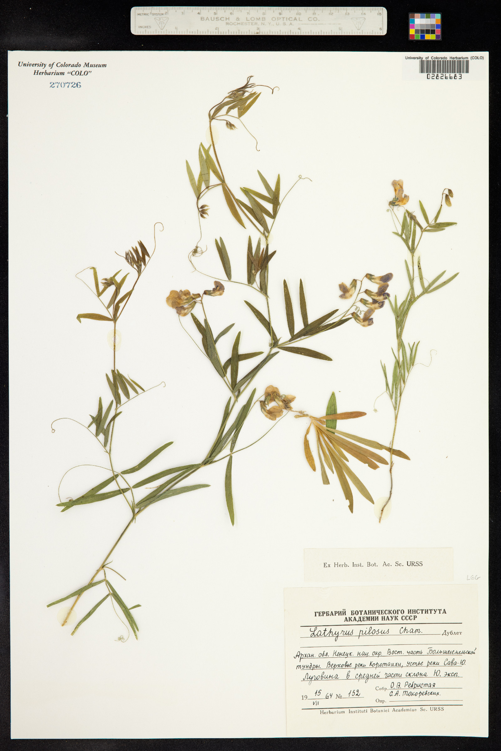 Lathyrus pilosus image
