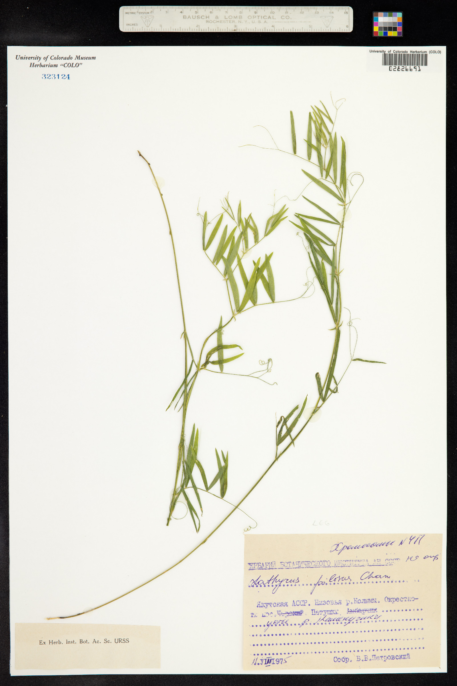 Lathyrus pilosus image