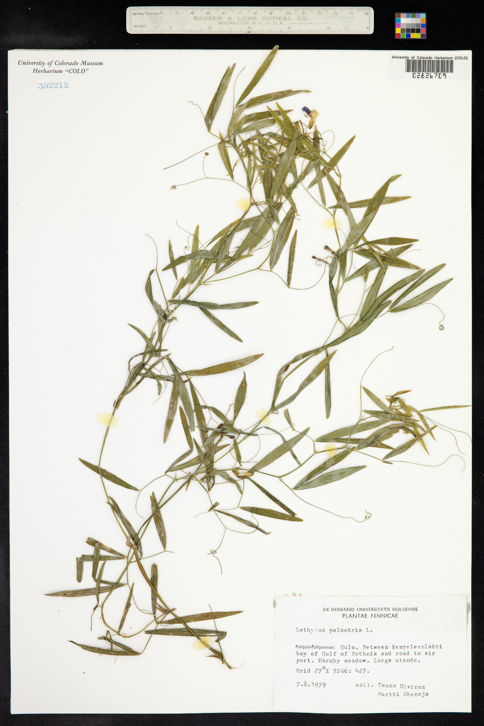 Lathyrus palustris image