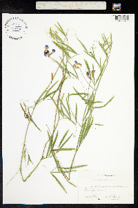 Lathyrus palustris image