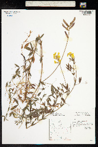 Lathyrus pratensis image