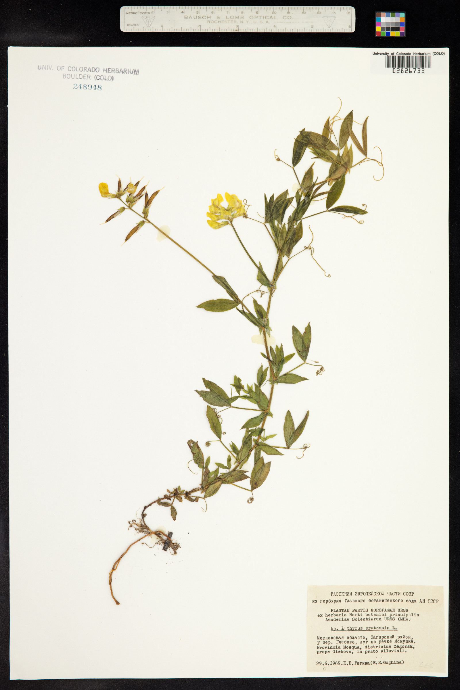 Lathyrus pratensis image