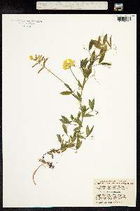 Lathyrus pratensis image