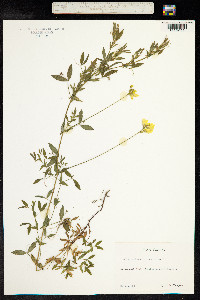 Lathyrus pratensis image