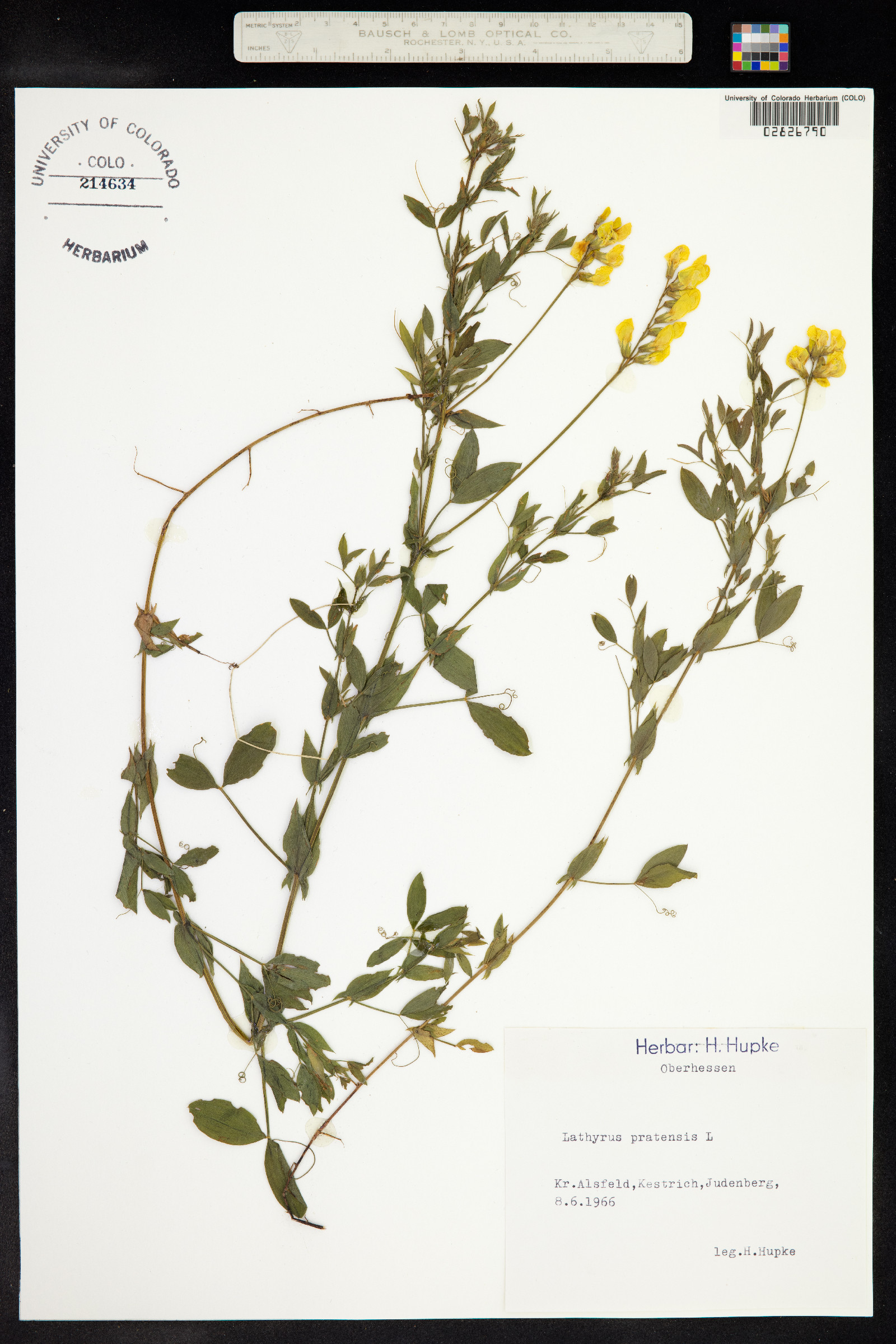 Lathyrus pratensis image