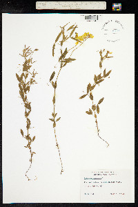 Lathyrus pratensis image