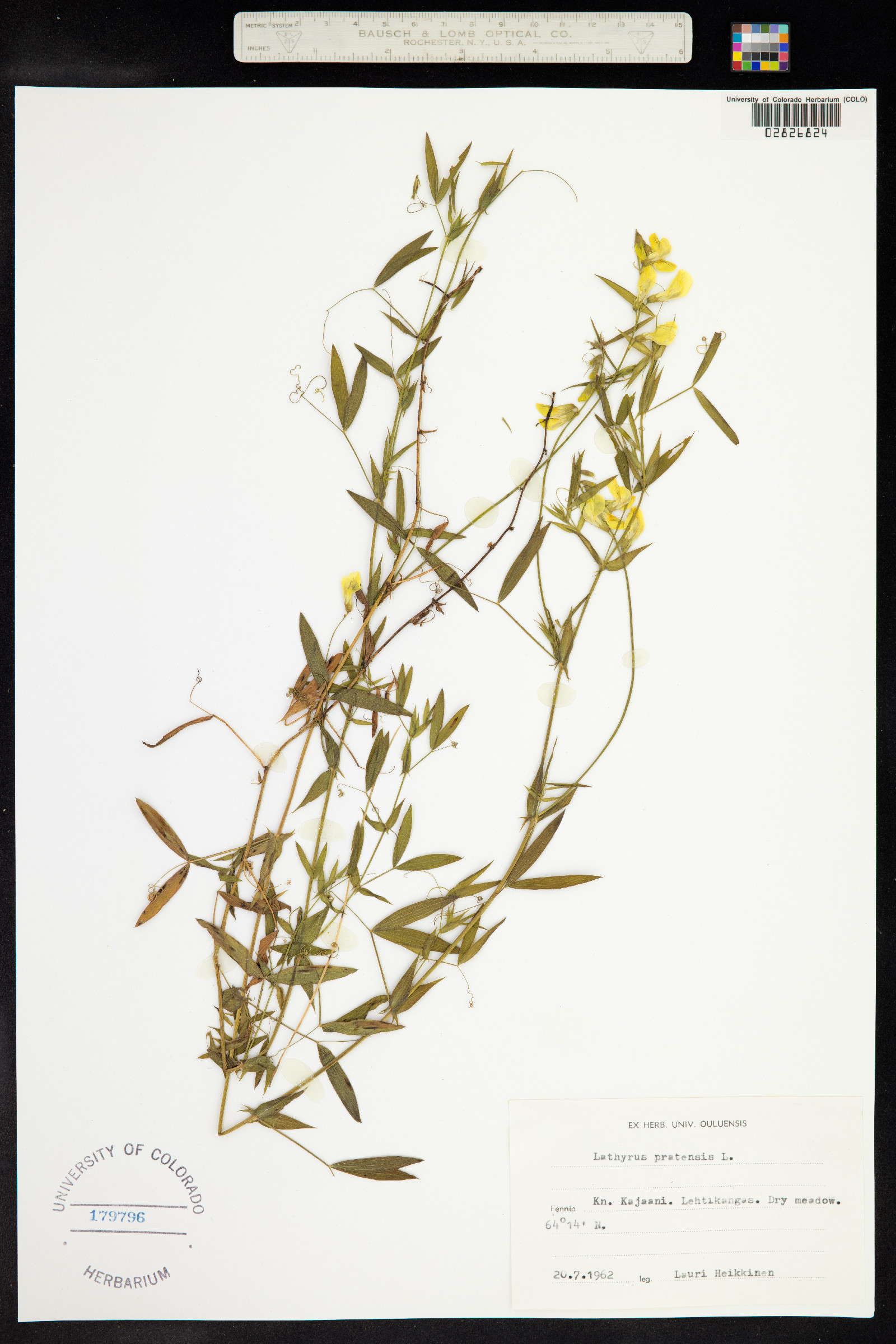 Lathyrus pratensis image
