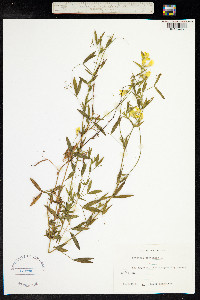 Lathyrus pratensis image