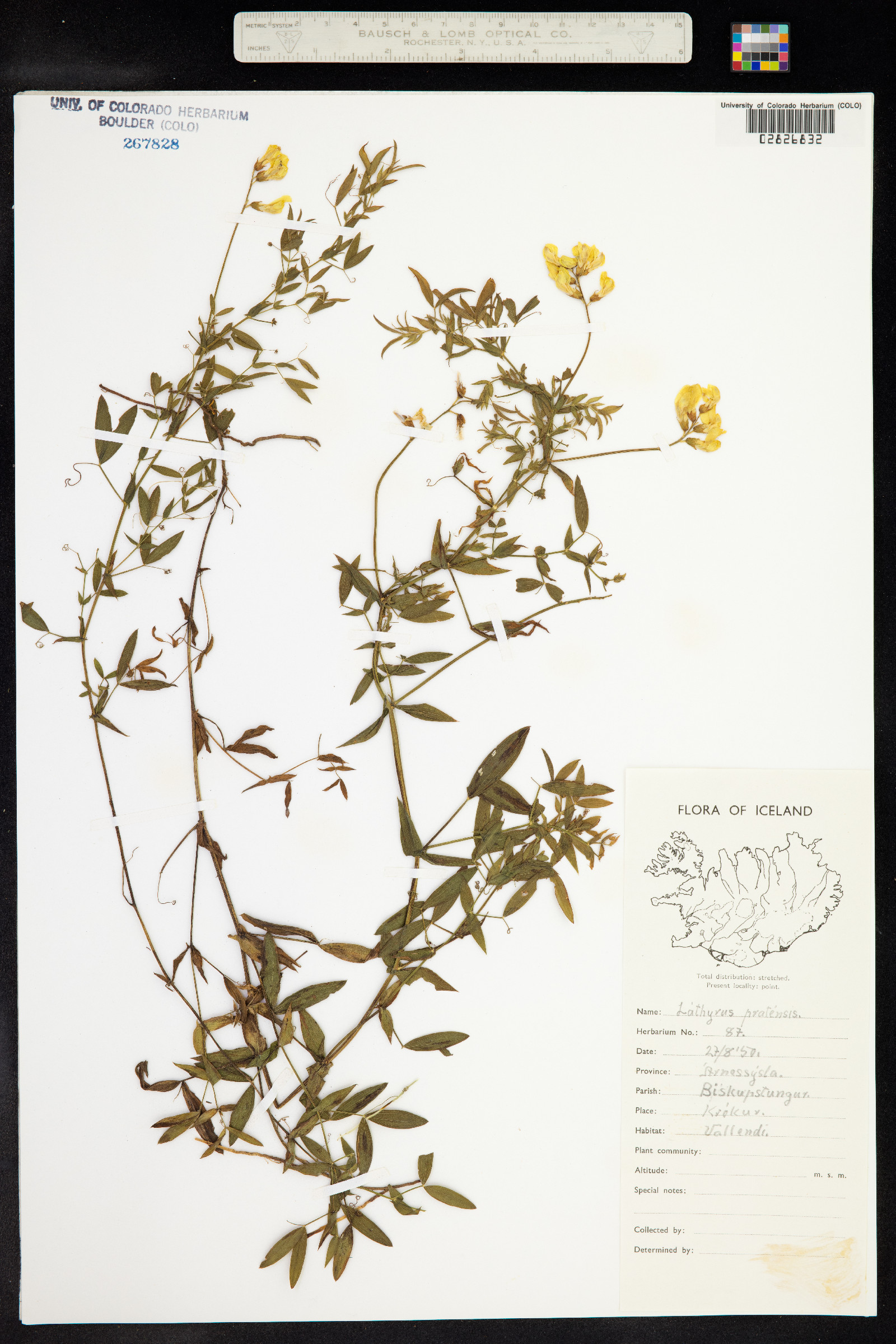 Lathyrus pratensis image