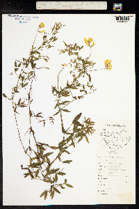 Lathyrus pratensis image