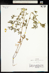 Lathyrus pratensis image