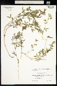 Lathyrus pratensis image