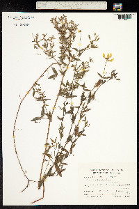 Lathyrus pratensis image