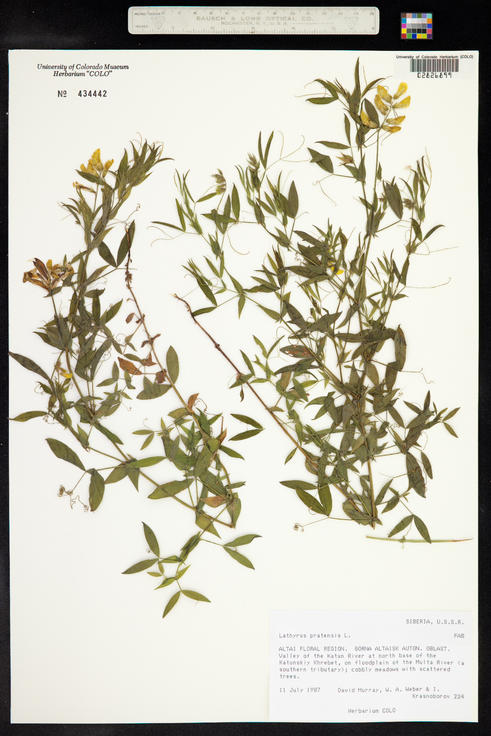 Lathyrus pratensis image