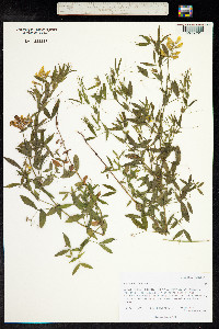 Lathyrus pratensis image