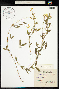 Lathyrus pratensis image