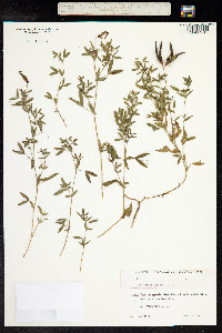 Lathyrus pratensis image