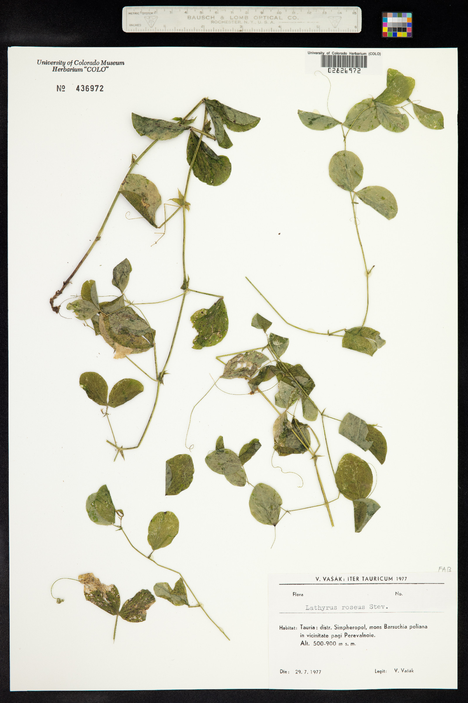 Lathyrus roseus image