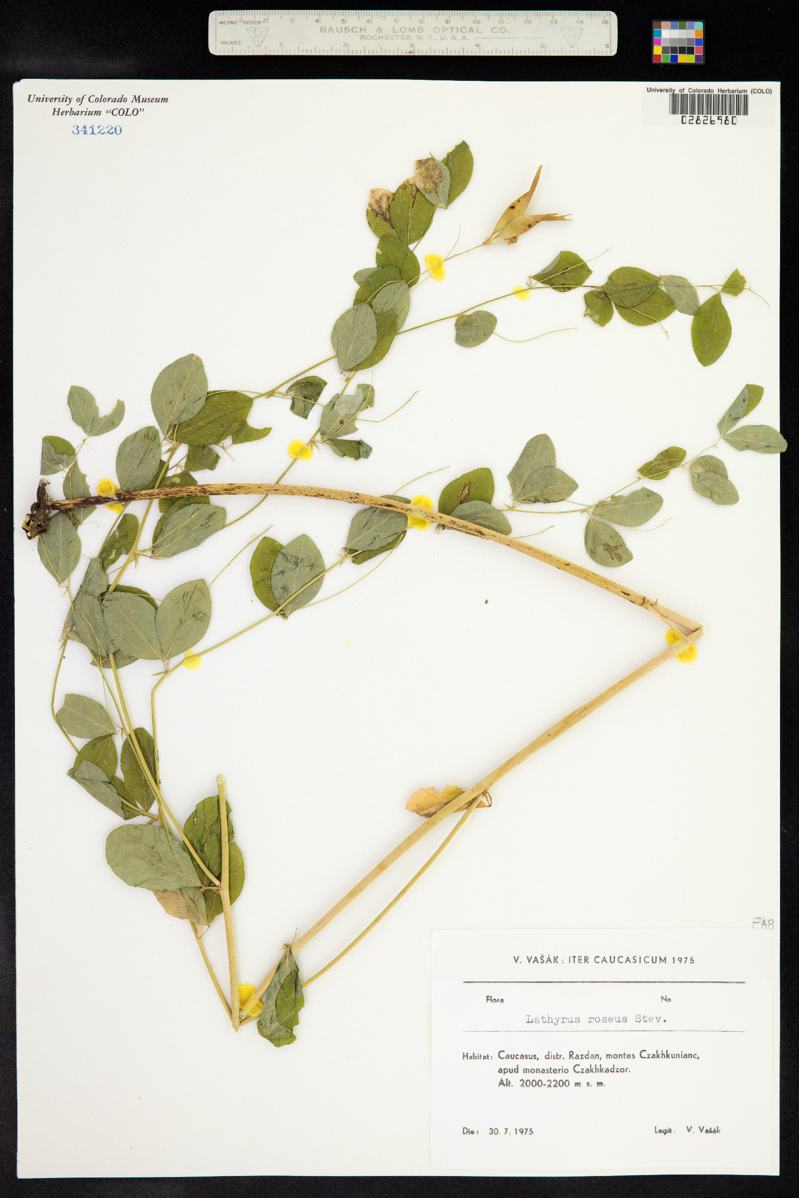 Lathyrus roseus image